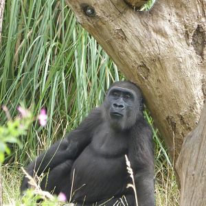 Western Lowland Gorilla