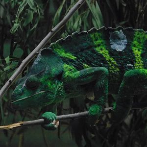 Meller’s Chameleon