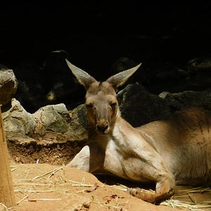 Western Grey Kangaroo