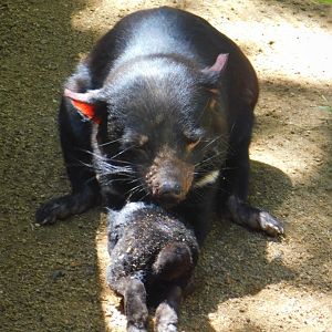 Tasmanian Devil