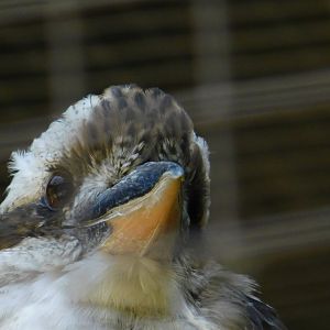 Laughing Kookaburra
