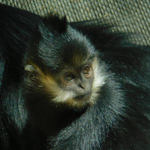 Francois Langur baby