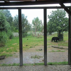 Asiatic Black Bear/Corsac Fox Exhibit