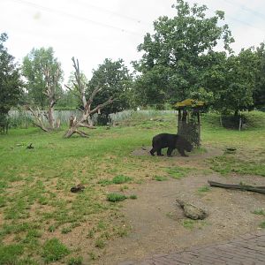 Asiatic Black Bear/Corsac Fox Exhibit