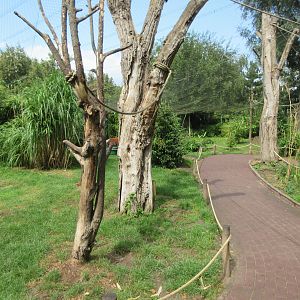 Red Ruffed/Ring-tailed Lemur Walk-through