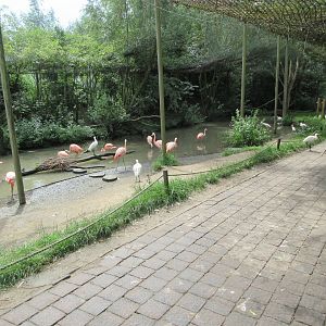 Walk-through Aviary (3 species)
