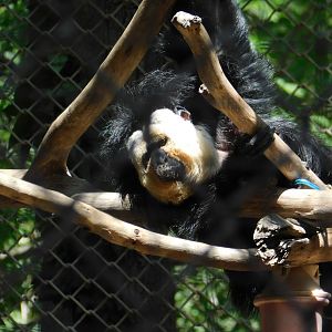 White Faced Saki