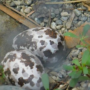 Spotted Thick Knee eggs