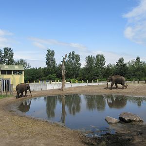 Asian Elephant/Red Deer/Chital/Crab-eating Macaque Exhibit