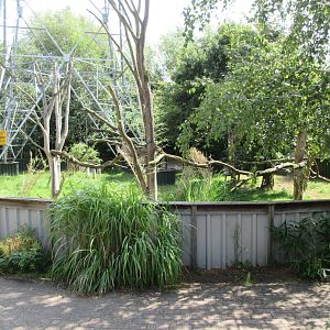 Red Panda/Reeves' Muntjac Exhibit