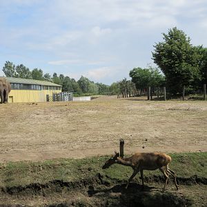 Asian Elephant/Red Deer/Chital/Crab-eating Macaque Exhibit