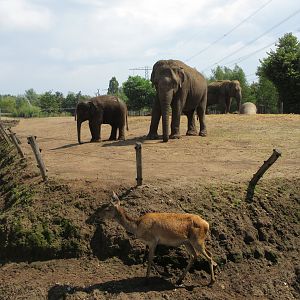 Asian Elephant/Red Deer/Chital/Crab-eating Macaque Exhibit