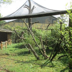 Java Sparrow/Pied Imperial Pigeon Aviary