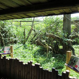 Java Sparrow/Pied Imperial Pigeon Aviary