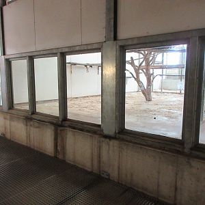 Crab-eating Macaque - indoor area