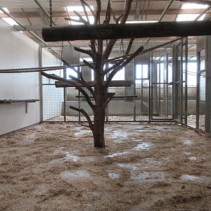 Crab-eating Macaque - indoor area