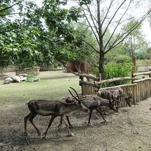 Reindeer Exhibit