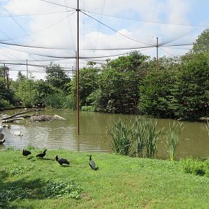 Walk-through Waterfowl Aviary - enormous!