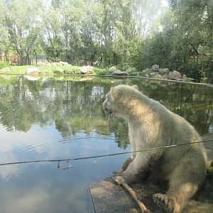 Polar Bear Exhibit #2 - cub through glass