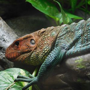 Caiman Lizard