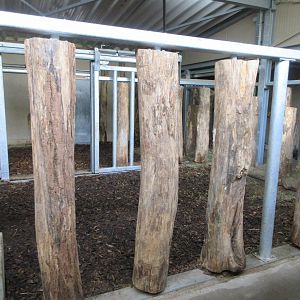 Greater One-horned Rhino House (New in 2019)