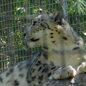 Snow Leopard