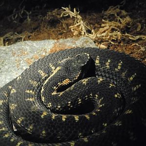 Caucasian Viper