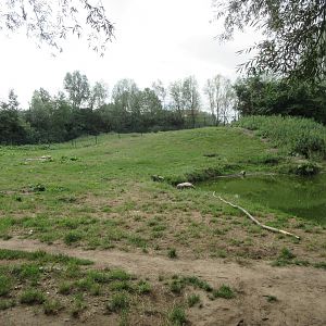 European Brown Bear Exhibit