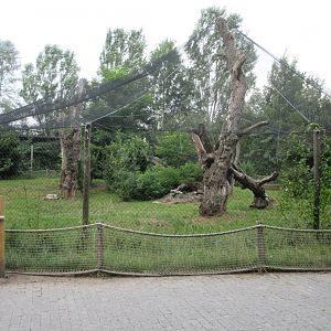 Eurasian Lynx Exhibit