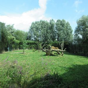 African Lion Exhibit