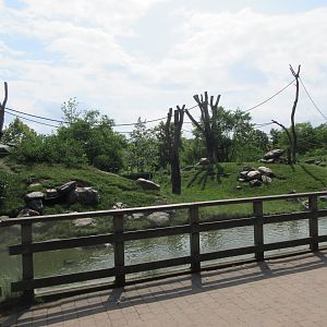 Barbary Macaque Exhibit