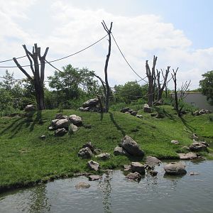 Barbary Macaque Exhibit