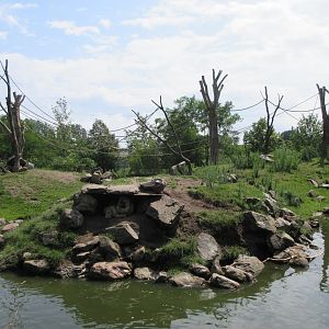 Barbary Macaque Exhibit