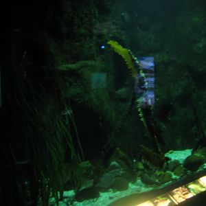 Økolariet - Main fish tank in the fjord exhibition