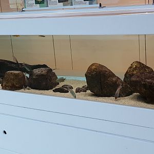 Aquarium Endangered Madagascar freshwater fishes