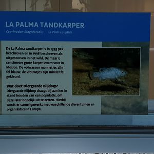 Sign La Palma pupfish