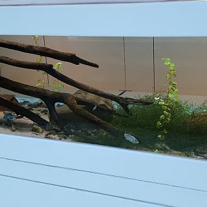 Aquarium La Palma pupfish