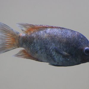 Kiener's madagascar cichlid - Paretroplus kieneri