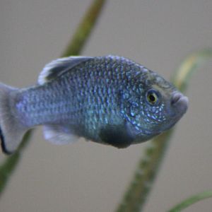 La Palma pupfish - Cyprinodon longidorsalis