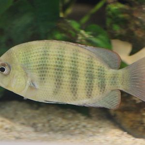 Pinstripe damba - Paretroplus menaramba