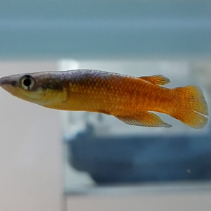 Madagascar panchax - Pachypanchax sakaramy - male