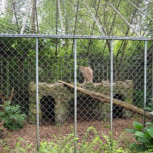 Eurasian lynx cage, 2019-05-25