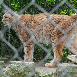 Eurasian lynx (Lynx lynx lynx), 2019-05-25