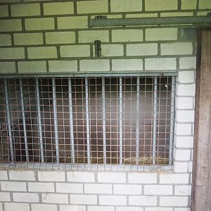 Eurasian lynx holding, 2019-05-25