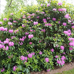 Flowering Rhododendron ponticum, 2019-05-25