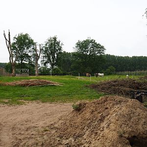Construction area and Dwarf zebu - Miniature donkey pasture, 2019-05-25