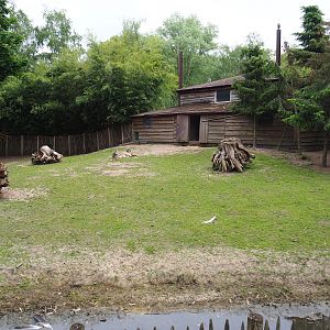 Red-crowned crane and Eastern wallaroo exhibit, 2019-05-25
