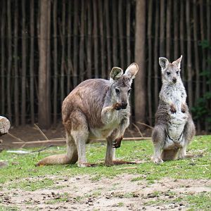 Eastern wallaroos (Macropus robustus robustus), 2019-05-25