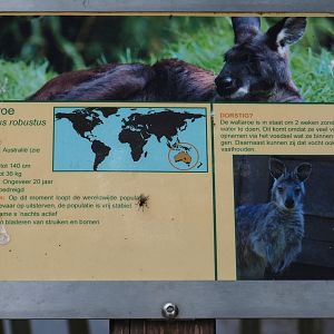 Sign Eastern wallaroo, 2019-05-25