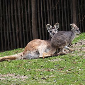 Eastern wallaroos (Macropus robustus robustus), 2019-05-25